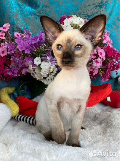 Котенок Гав (девочка)