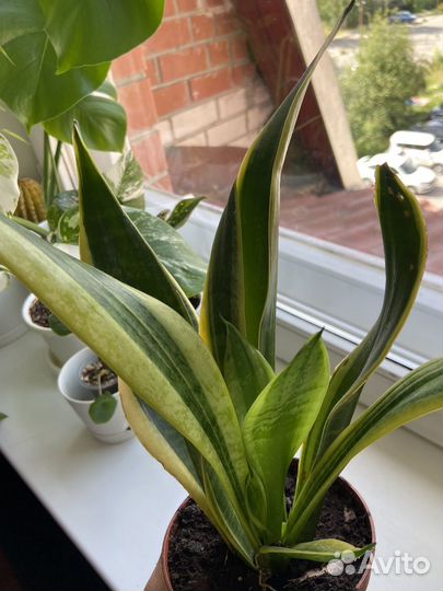 Сансевиерия