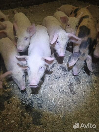 Поросята частные с доставкой