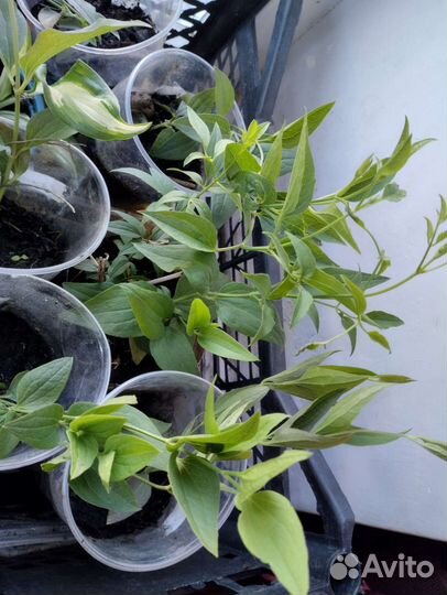 Клематис Белое облако Маньчжурский