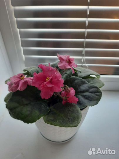 Спатифиллум, денежное дерево. Фиалка