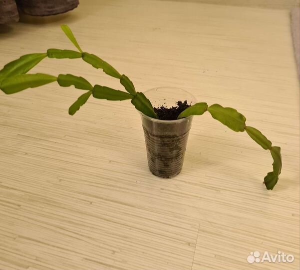 Цветок декабрист розовый