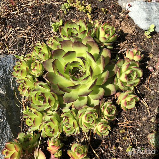 Молодило, каменная роза