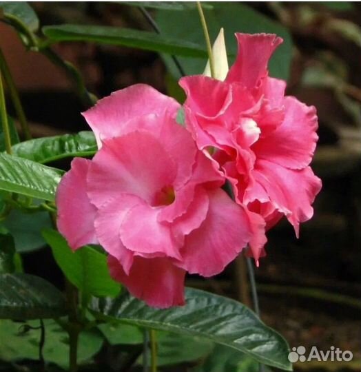 Дипладения Super Droоper