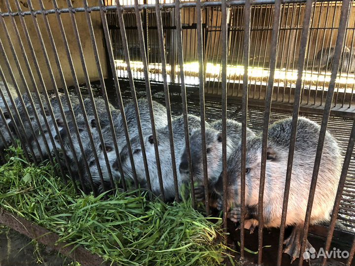 Нутрии на племя серебро