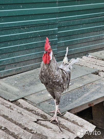 Молодой петух