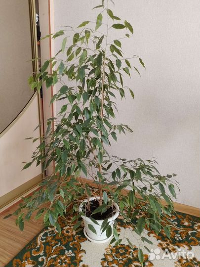 Фикус бенджамина