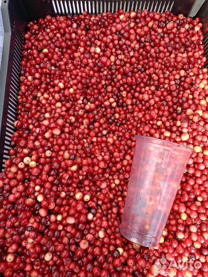 Клюква свежая цена за 1 кг