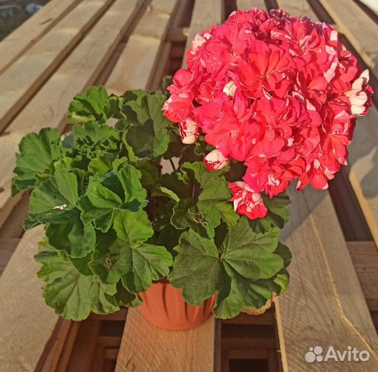 Пеларгония герань