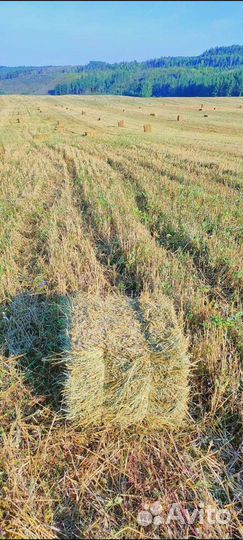 Тюки соломы, сено