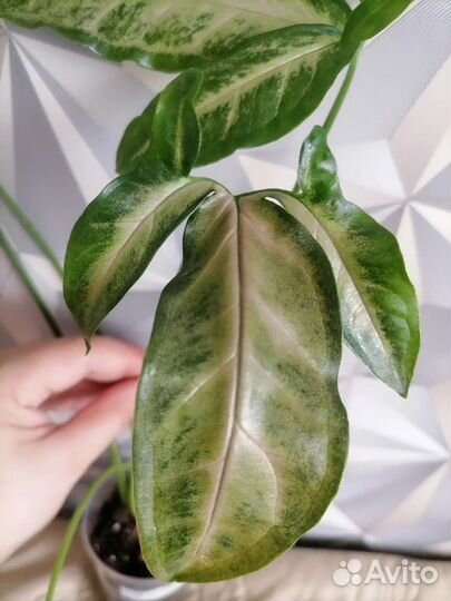 Сингониум пинк блек