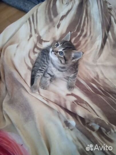 Кошка в дар