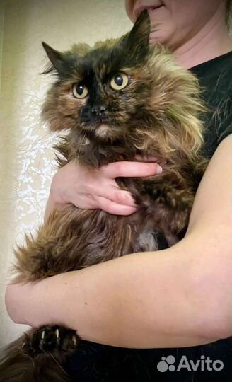 Кошки в добрые руки