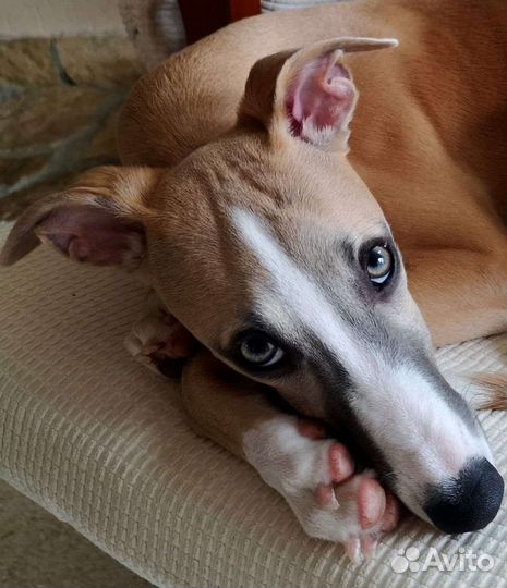 Собака для фотосессии или рекламы