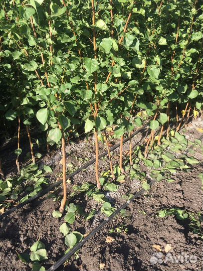 Саженцы плодовых