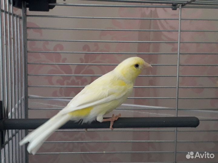 Кенар и канарейка