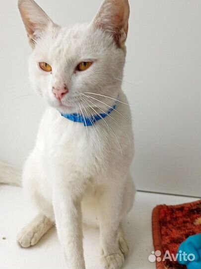 Серж котик в добрые руки