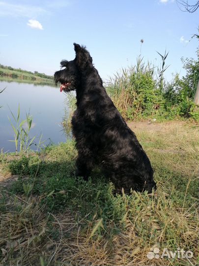 Щенки ризеншнауцера