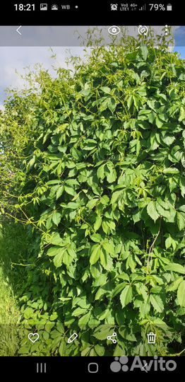 Садовые растения