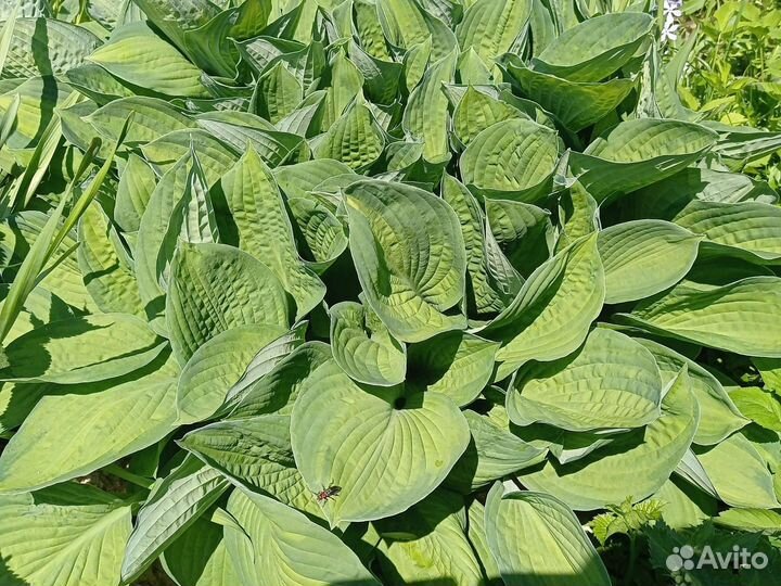 Садовые растения (хосты 5+1)