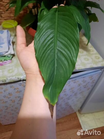 Спатифиллум