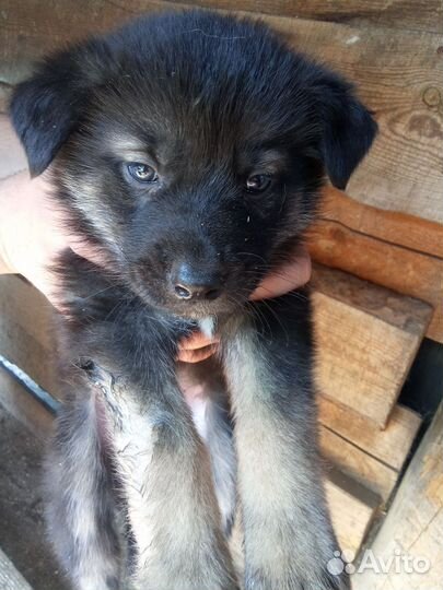 Смесь немецкой овчарки и хаски