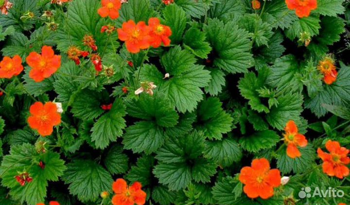 Многолетники садовые цветы