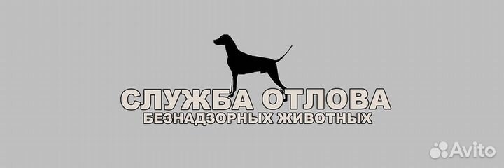 Отлов животных доставка до вет клиники