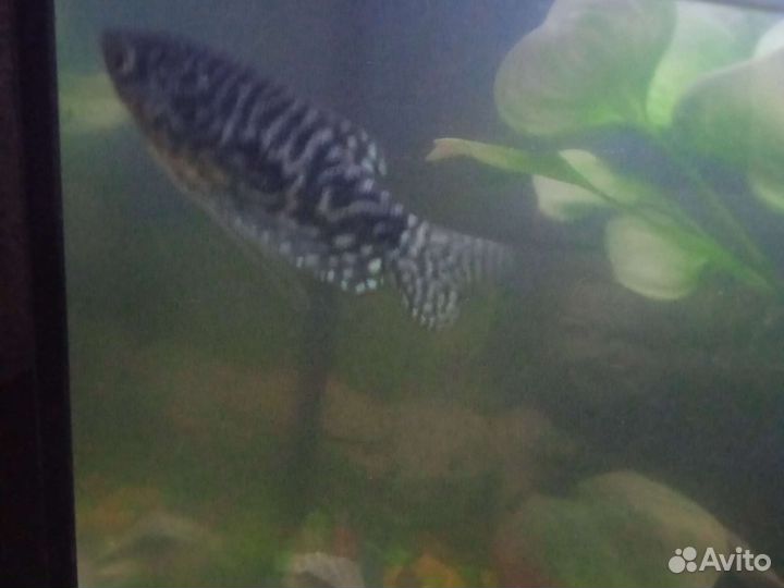 Гурами-нитеносцы