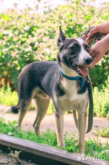 Щенок-подросток Стёпа в добрые руки