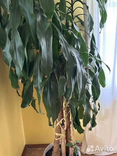 Пальма драцена