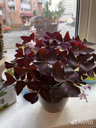 Кислица оксалис