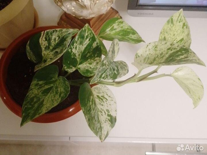 Сциндапсус Марбл квин, Треби, Золотистый