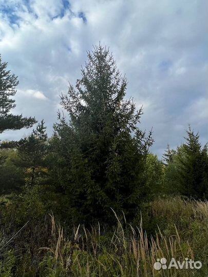 Крупномеры Ели, Сосны, Туи