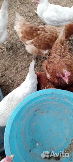 Курицы несушки