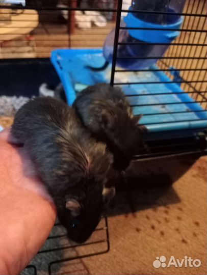 Грызуны (песчанки) с клеткой