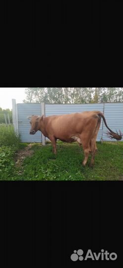 Корова дойная