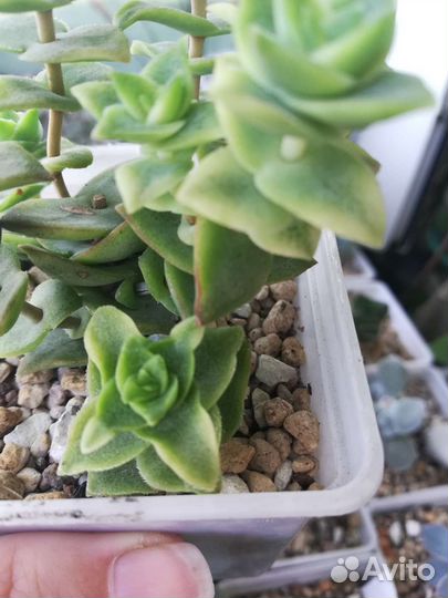 Суккуленты