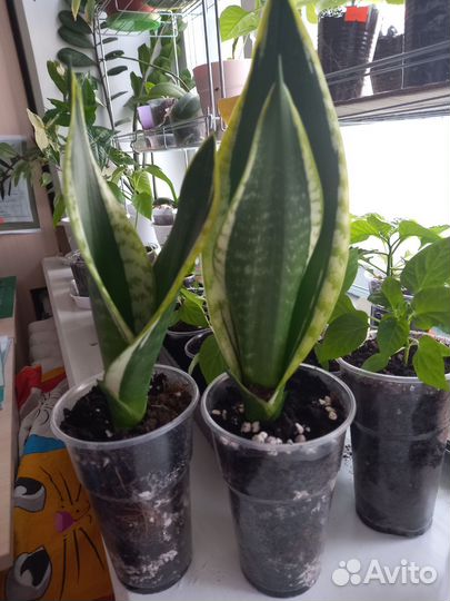 Сансевиерия (Блек голд)