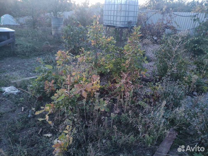 Саженцы дуба, березы, каштана