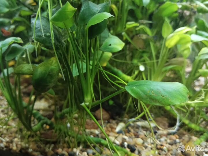 Аквариумные растения