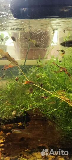 Мальки гуппи