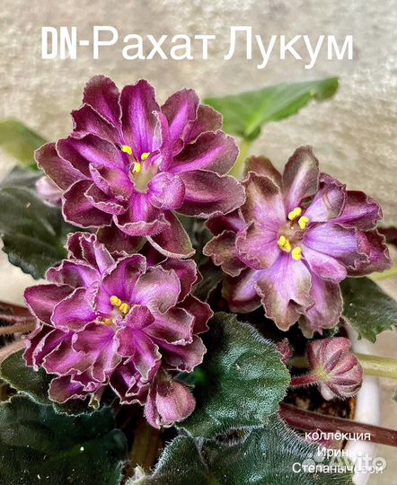 Фиалка лист