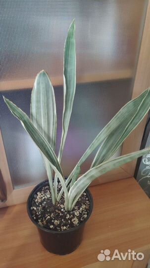Сансевиерия металлик