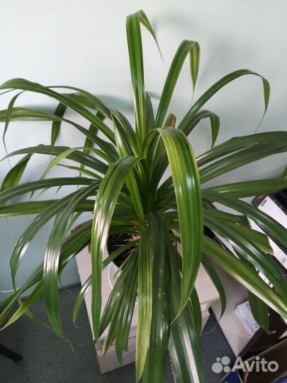 Комнатные цветы панданус