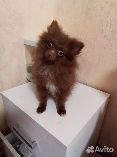 Щенки померанского шпица медвежьего типа