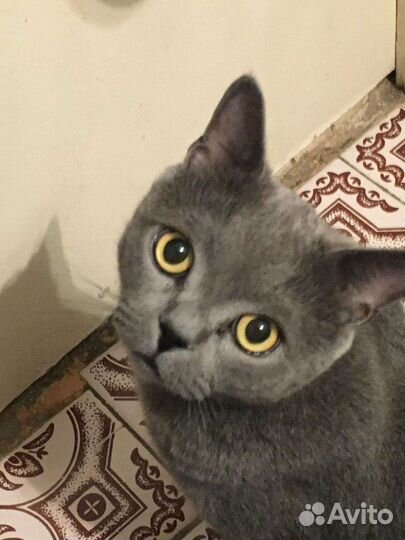 Шотландский кот вязка