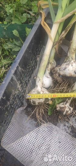 Чеснок рокамболь