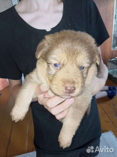 Щеноки в добрые руки