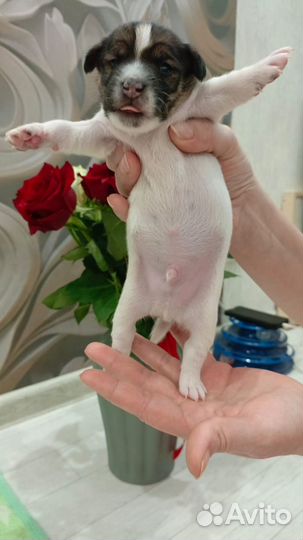 Джек рассел щенки